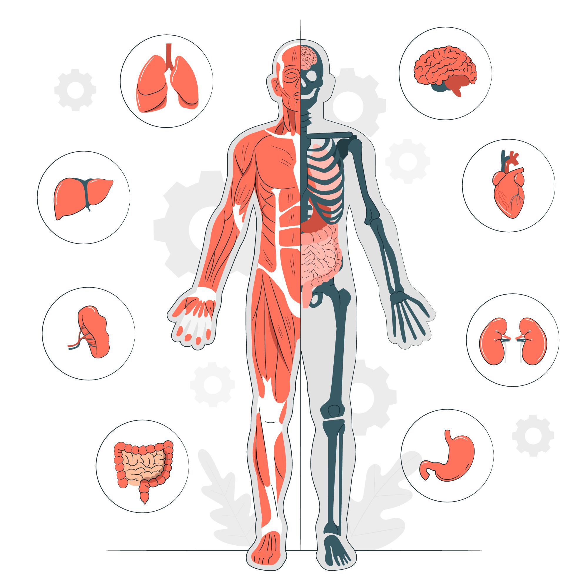 Human anatomy illustration
